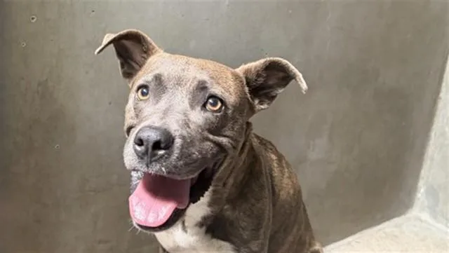 An adult medium-sized female Pit Bull Terrier dog named Star for adoption in San Bernardino, CA