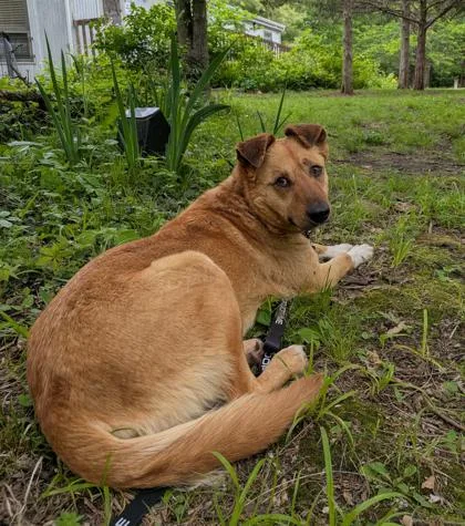 A young large-sized female Yellow / Tan / Blond / Fawn Mixed Breed dog named Barbarella for adoption in Kansas City, MO