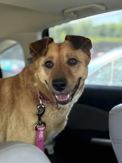 Barbarella thumbnail 3