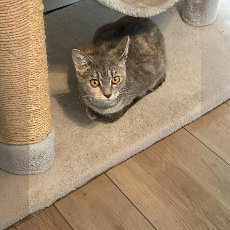 A baby medium-sized female Dilute Tortoiseshell Domestic Short Hair cat named Sophie for adoption in Fort Worth, TX
