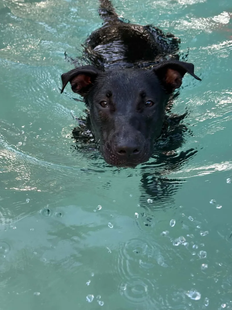 A young medium-sized female Labrador Retriever dog named Henna for adoption in Coldwater, MI
