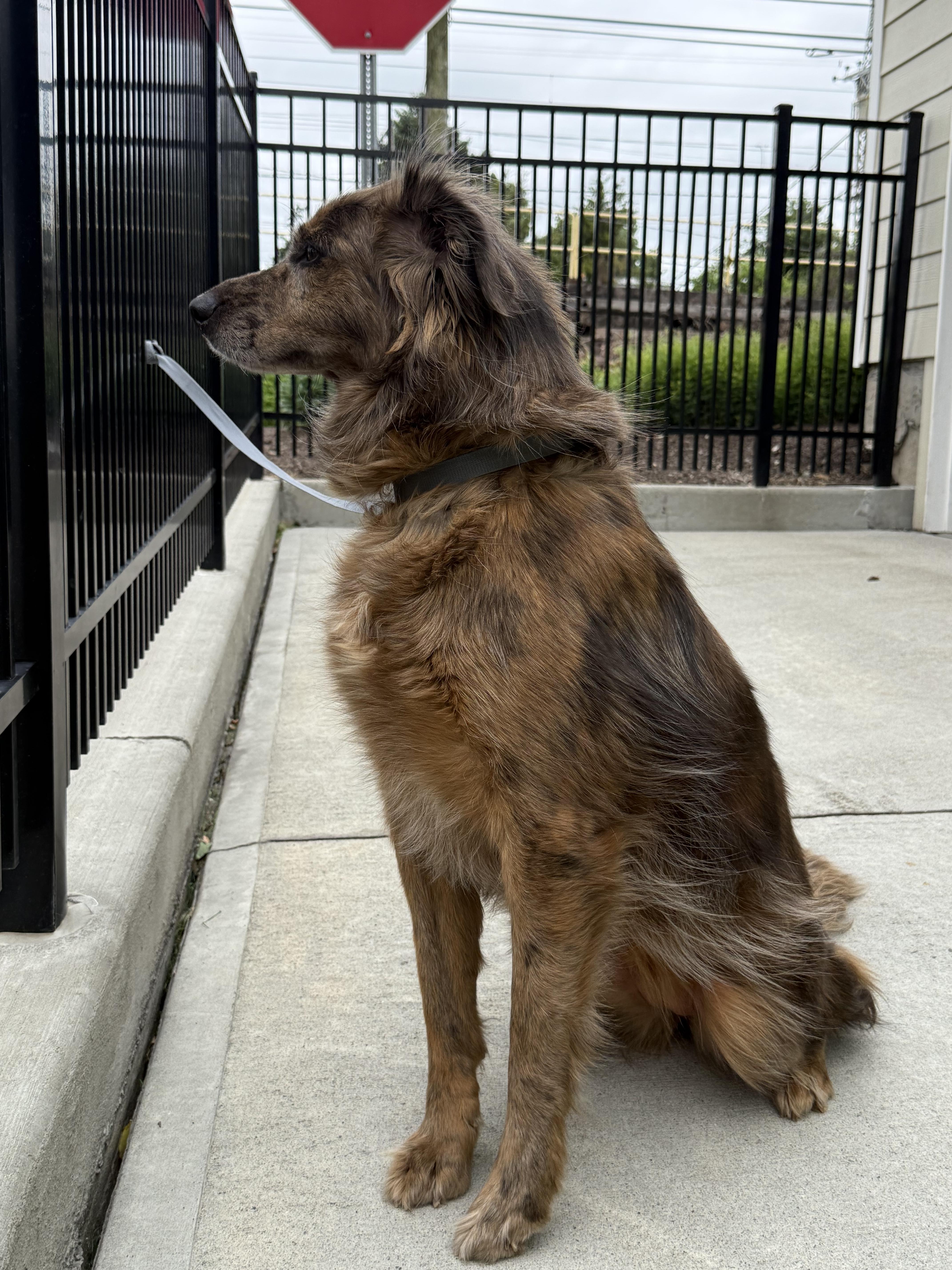 An adult medium-sized female Australian Shepherd dog named Asurna for adoption in Milford, CT