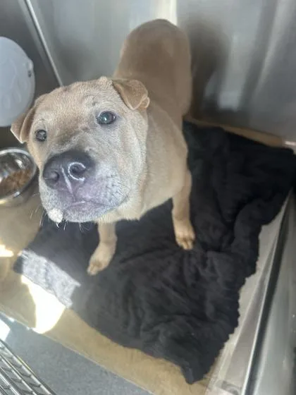 A baby medium-sized male Mixed Breed dog named Wick for adoption in West Chester, PA