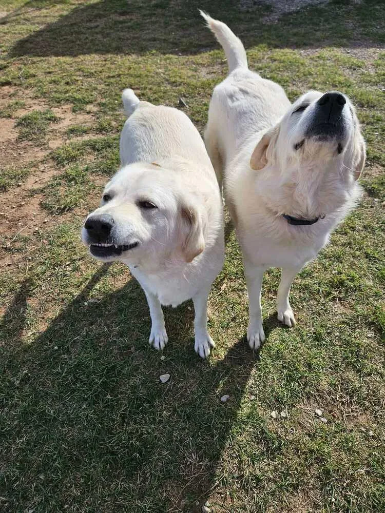 A young large-sized female White / Cream Great Pyrenees dog named Woo for adoption in Deerfield, WI