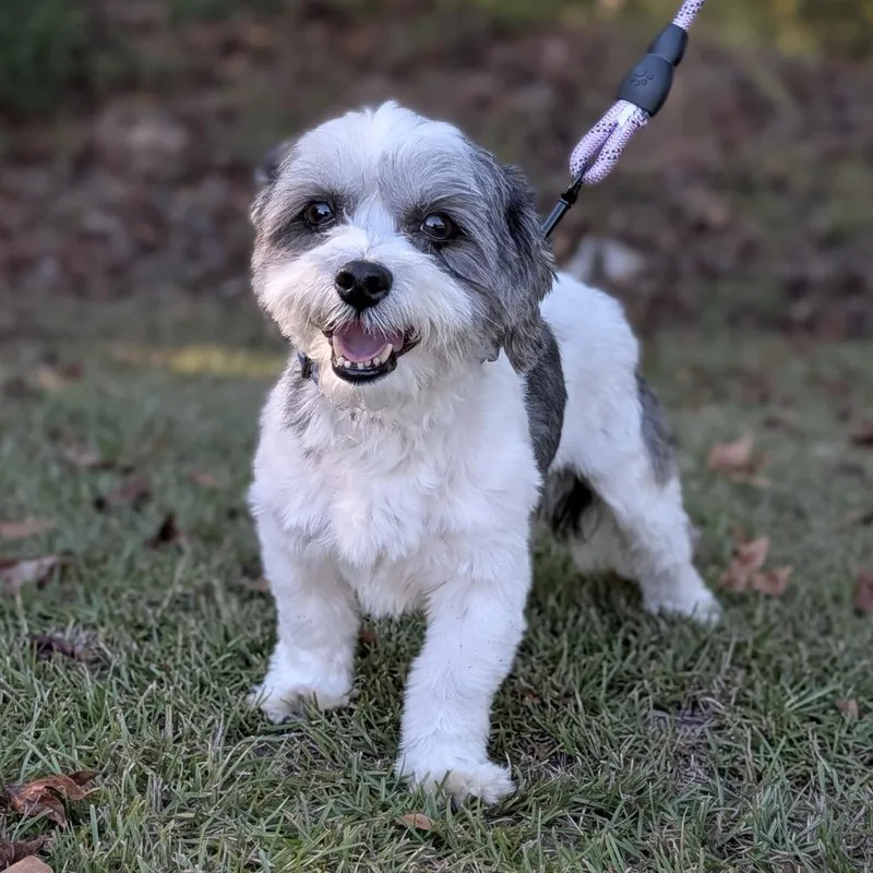 An adult small-sized male Shih Tzu dog named Oreo for adoption in Tyrone, GA