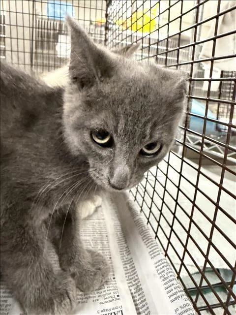 A baby small-sized male Domestic Short Hair cat named Getti for adoption in Van Nuys, CA