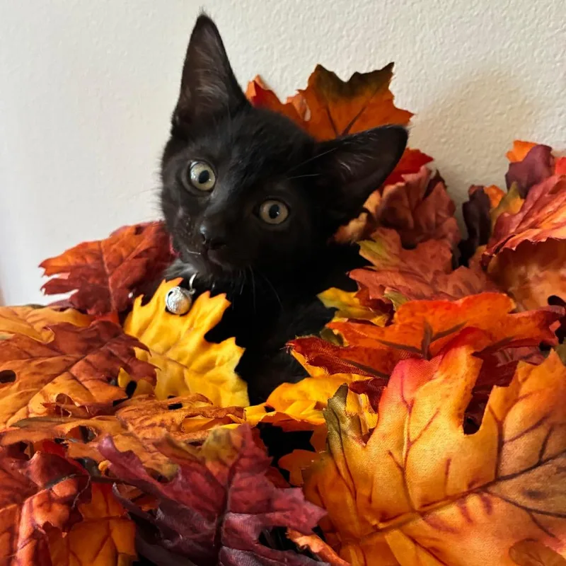 A baby small-sized male Black Domestic Short Hair cat named Huey for adoption in Evansville, IN