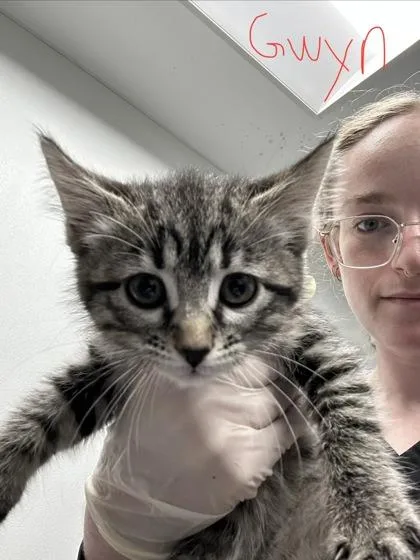 A baby medium-sized female Domestic Short Hair cat named Gwyn for adoption in West Chester, PA