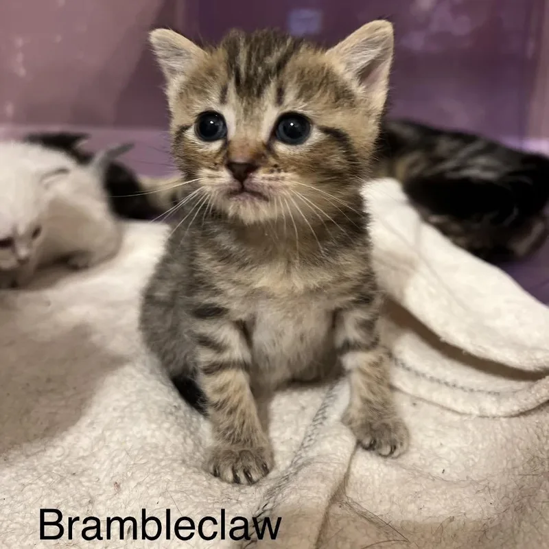 Brambleclaw