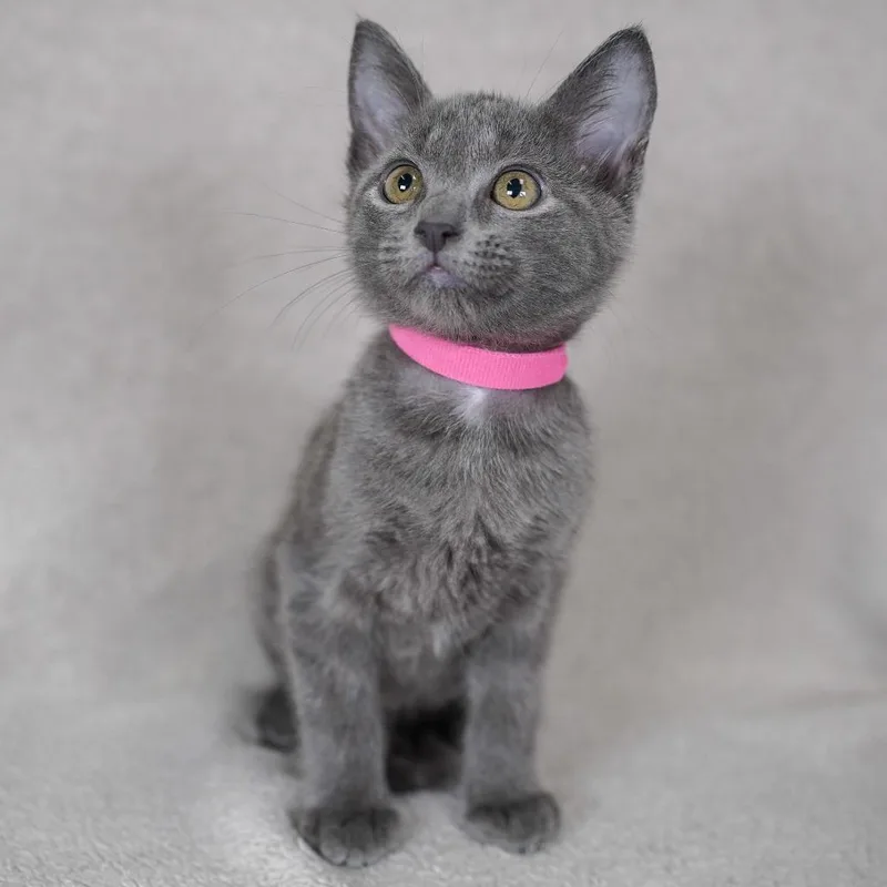A baby small-sized female Gray / Blue / Silver Domestic Short Hair cat named Rachel for adoption in Sunnyvale, CA