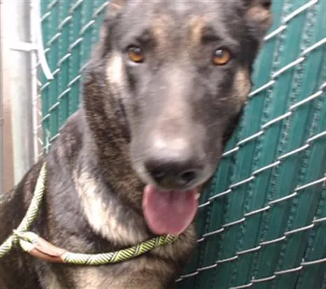 An adult medium-sized female German Shepherd Dog dog named Luna for adoption in Downey, CA