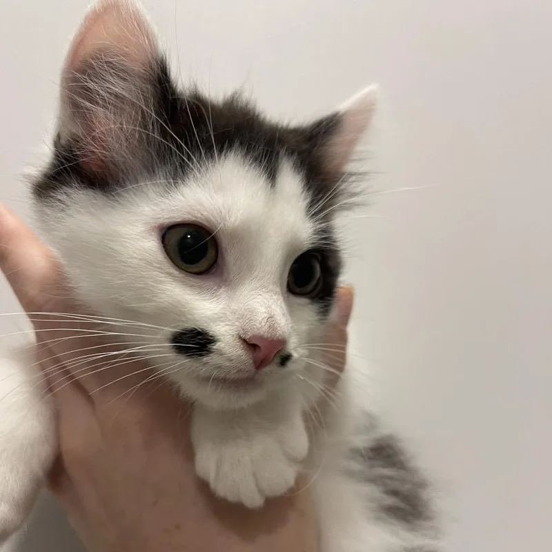 A baby small-sized male White Domestic Short Hair cat named Vermax for adoption in Winston Salem, NC