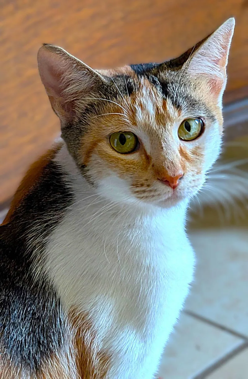 An adult medium-sized female Torbie cat named Patchy for adoption in Fort Myers, FL