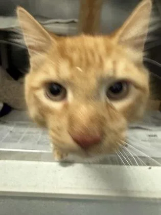 An adult small-sized male Domestic Short Hair cat named Creamsicle for adoption in Madison, NJ