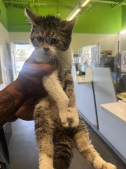 A young medium-sized female Domestic Short Hair cat named Snow for adoption in Los Angeles, CA