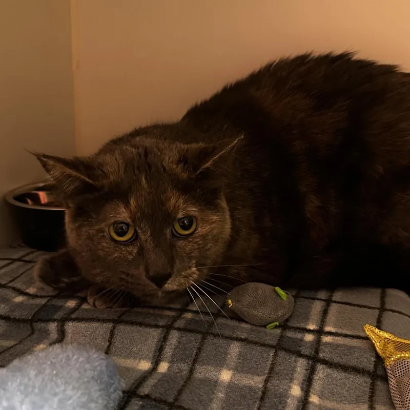 An adult medium-sized female Tortoiseshell Domestic Short Hair cat named Lily for adoption in Hinsdale, IL