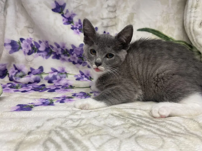 A baby small-sized male Gray & White Domestic Short Hair cat named Howdy for adoption in Edinburg, VA