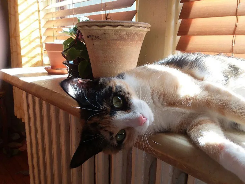 A baby medium-sized female Domestic Short Hair cat named Chou Chou for adoption in Stewartsville, NJ