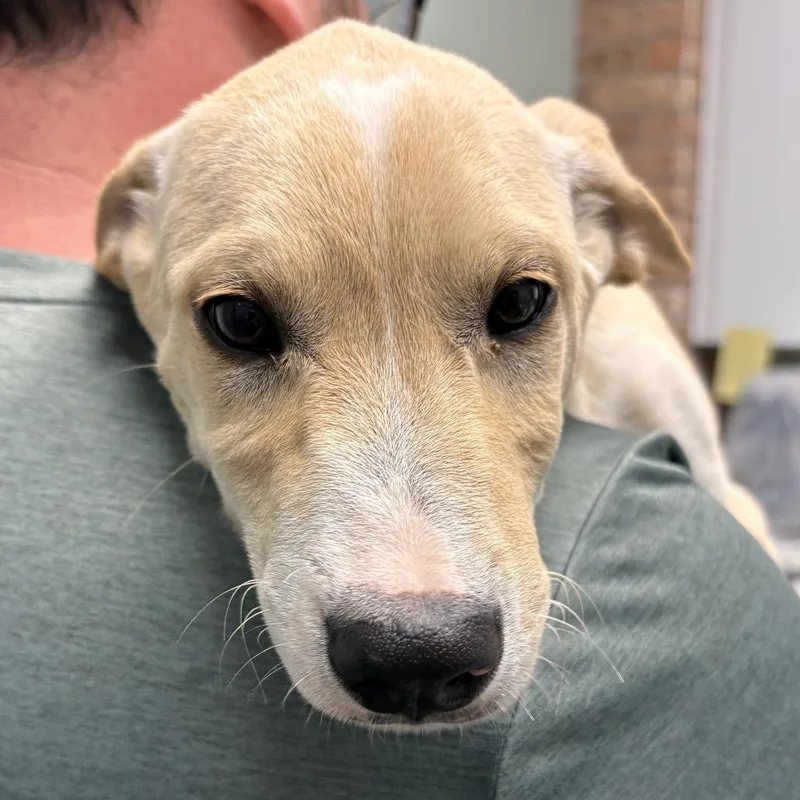 A baby small-sized male Yellow / Tan / Blond / Fawn Mixed Breed dog named Rio for adoption in Skokie, IL