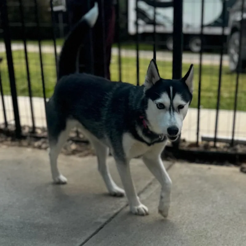 Marigold thumbnail 2