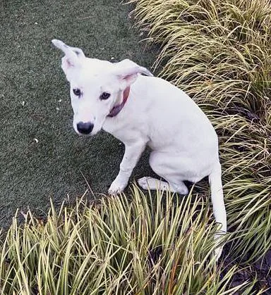 A young medium-sized female White / Cream Mixed Breed dog named Birdie for adoption in Nashville, TN