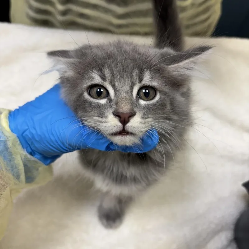 A baby small-sized male Gray / Blue / Silver Domestic Long Hair cat named Boston for adoption in Evanston, IL