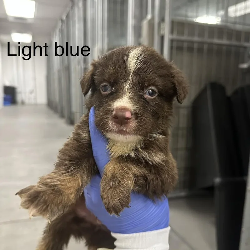 A baby small-sized male Brown / Chocolate German Shepherd Dog dog named Axel A for adoption in Mission Hills, CA
