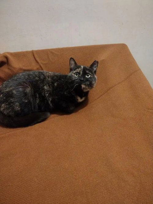 Gertrude thumbnail 2