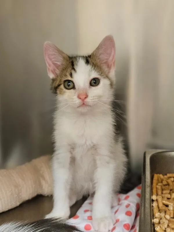 A young medium-sized male White Domestic Medium Hair cat named Zaxby for adoption in Disputanta, VA