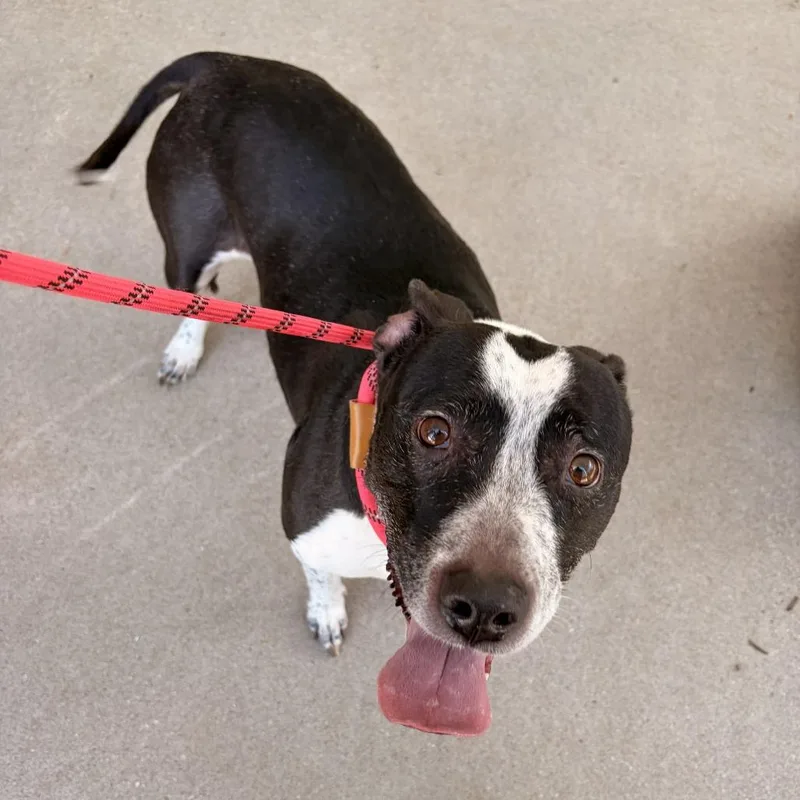 A senior small-sized female Black Australian Cattle Dog / Blue Heeler dog named Onyx for adoption in Franklin, NC