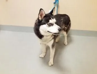 A senior medium-sized male Siberian Husky dog named Toby for adoption in Cumming, GA