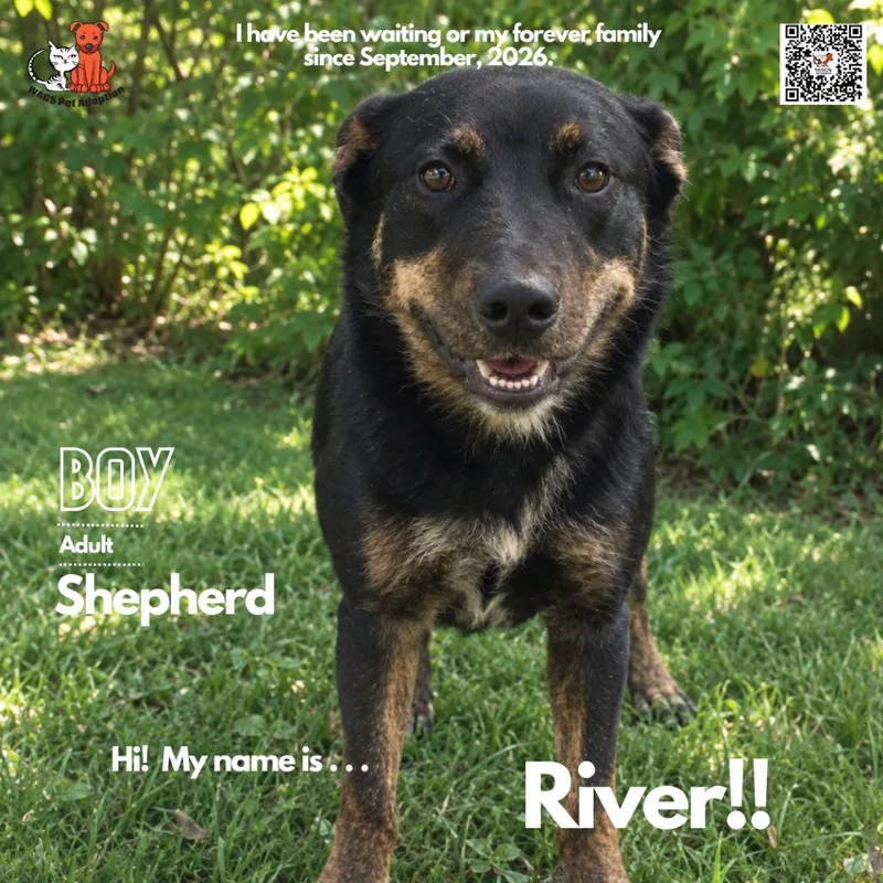 An adult large-sized male Shepherd dog named River for adoption in Westminster, CA