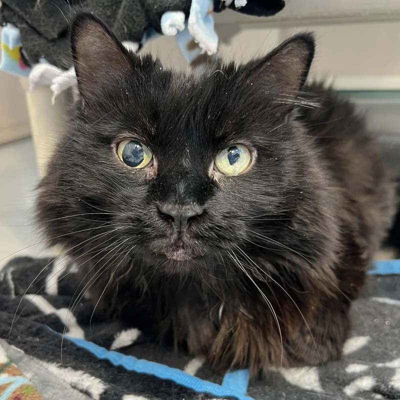 A senior medium-sized female Black Domestic Long Hair cat named Madame Fluff for adoption in Pontiac, MI