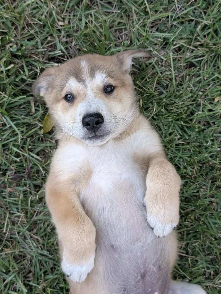 A baby small-sized male Shepherd dog named Pumpkin for adoption in Wendell, NC