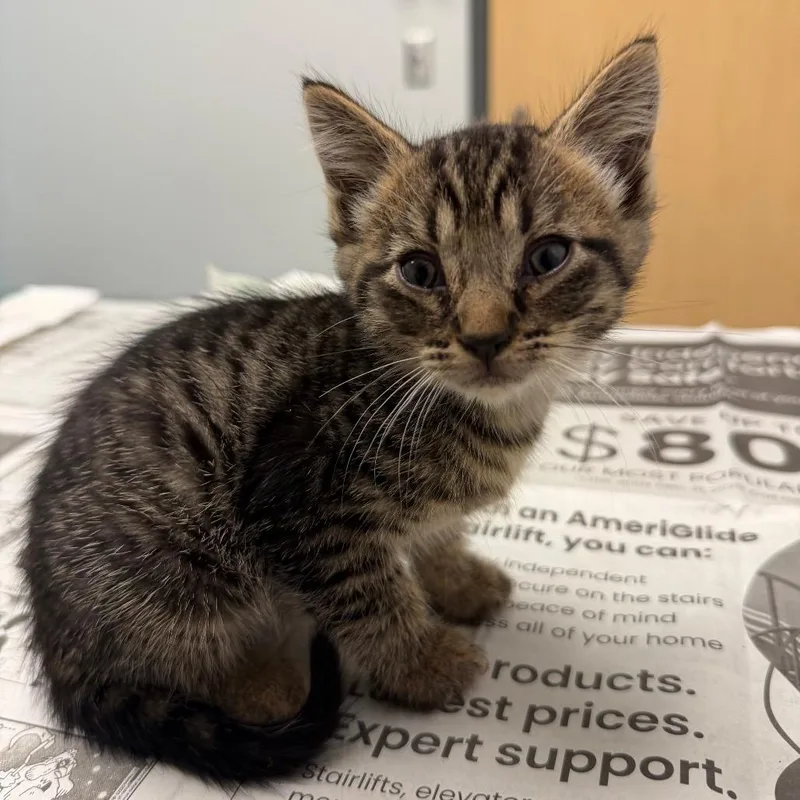 A baby small-sized female Brown / Chocolate Domestic Short Hair cat named June for adoption in Jacksonville, FL