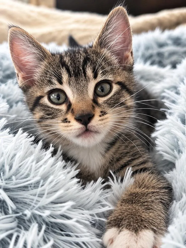 A baby small-sized male Domestic Short Hair cat named Apollo for adoption in Saint Augustine, FL