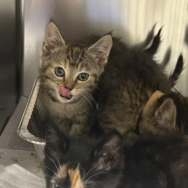 A baby small-sized female Brown / Chocolate Domestic Short Hair cat named Mariah for adoption in Asheville, NC