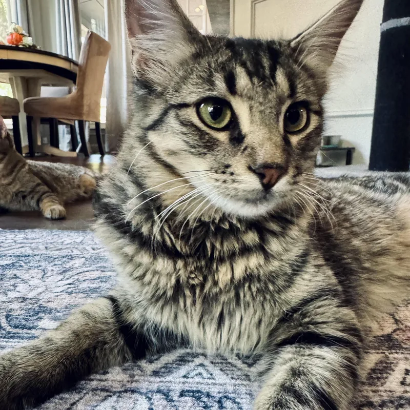 A baby small-sized male Brown / Chocolate Domestic Medium Hair cat named Lancelot for adoption in Fort Worth, TX