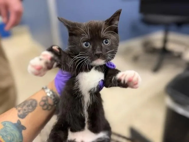 A baby small-sized female Domestic Short Hair cat named Siana for adoption in Miami, FL
