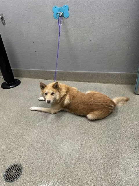 An adult large-sized male German Shepherd Dog dog named Shelton for adoption in Las Vegas, NV