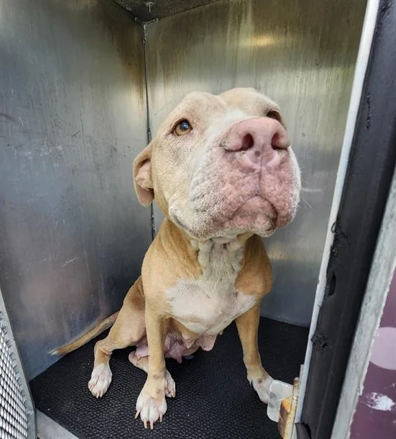An adult medium-sized female Labrador Retriever dog named Bo Peep for adoption in San Antonio, TX
