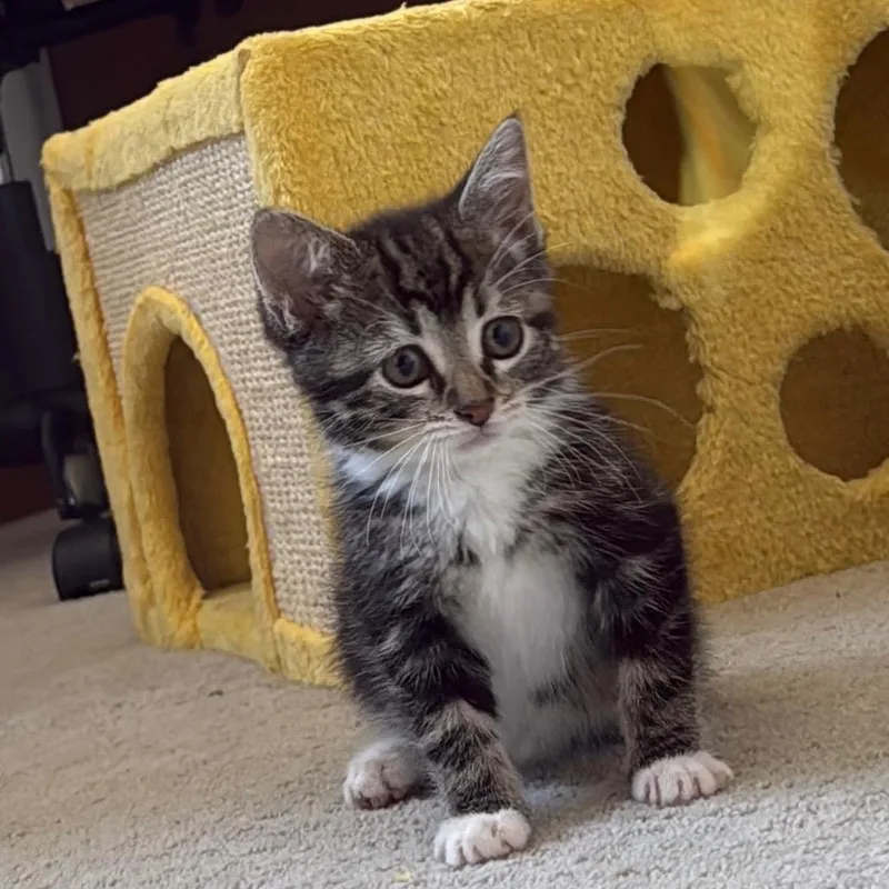 A baby small-sized female Black Domestic Short Hair cat named Cherry for adoption in Ferndale, MI