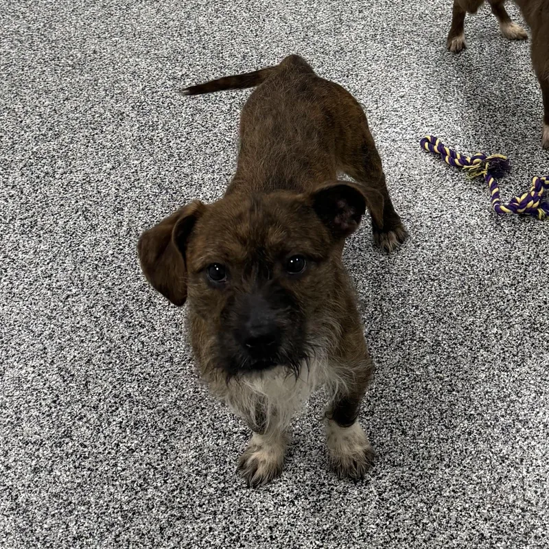 An adult small-sized male Brindle Wirehaired Terrier dog named Tristan for adoption in Detroit, MI