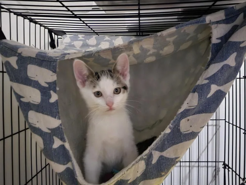 A baby large-sized male White Domestic Short Hair cat named Sundae for adoption in Plymouth, MI