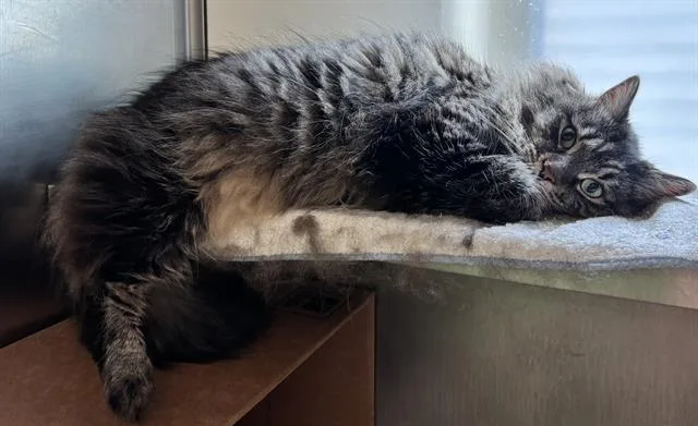 An adult medium-sized male Domestic Short Hair cat named Max for adoption in Boston, MA