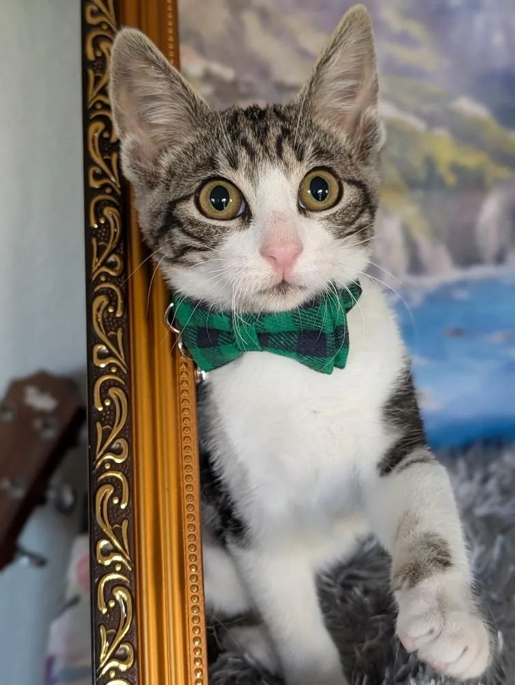 A baby small-sized male Tabby cat named Ralph Lauren for adoption in Fremont, CA
