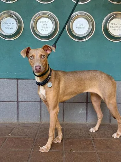 An adult small-sized female Greyhound dog named Fern for adoption in Honolulu, HI