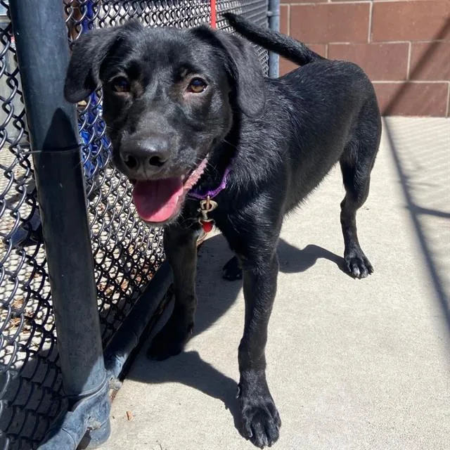 A young medium-sized male Labrador Retriever dog named Shadow for adoption in Aurora, CO
