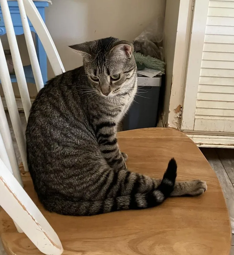 An adult medium-sized male Domestic Short Hair cat named Prince  ET for adoption in Greenville, SC