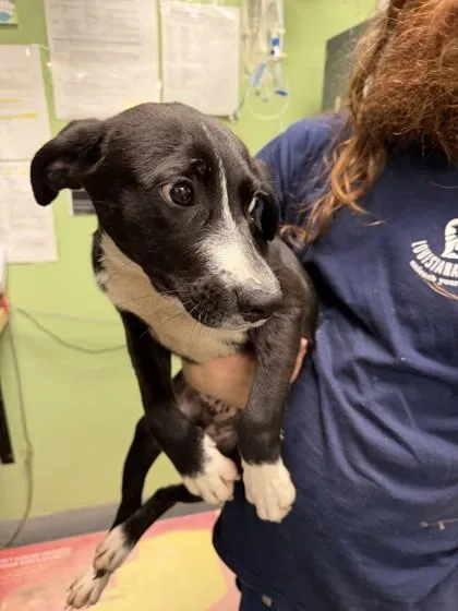 A baby large-sized male Labrador Retriever dog named Eeyore for adoption in New Orleans, LA